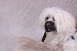 Valhoma® Nylon Pet Muzzles